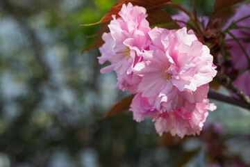 Pink clouds of blooming sakura in spring. Blurred background.