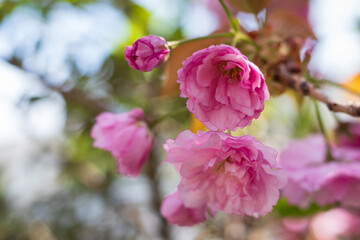 Pink clouds of blooming sakura in spring. Blurred background.