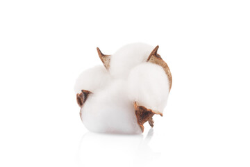 Dry cotton flower on white background