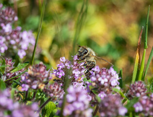 Insects in the pink cloud of the blooming thyme.