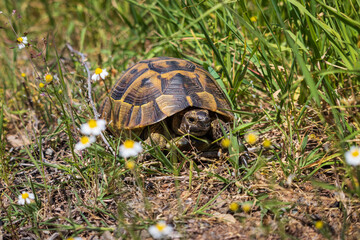 Unexpected meeting while walking in a field.