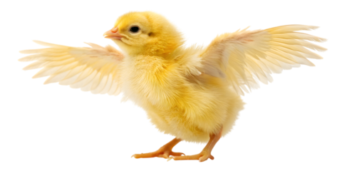 A fluffy yellow chick standing with its wings slightly spread looking cute on transparent background