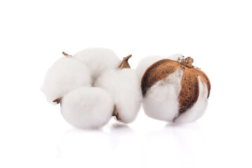 Dry cotton flowers on white background