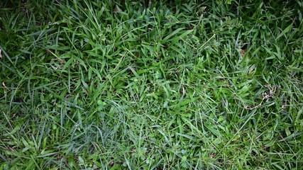 A green grass lawn in the sun