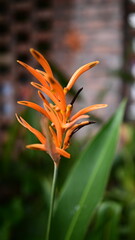 The bright yellow bird of paradise flower shines in the sunlight.