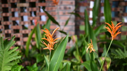 The bright yellow bird of paradise flower shines in the sunlight.