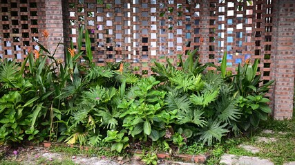 A lush green curly-leafed philodendron bush for home decoration