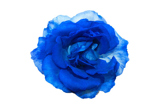 a blue rose is shown against a white background