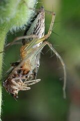 A macro photograph of a Striped Lynx Spider (Oxyopes salticus) capturing its prey on a weed.