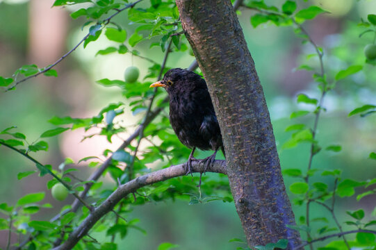 common blackbird perched on a tree and watching