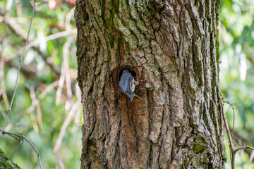 the eurasian nuthatch entering tree hole