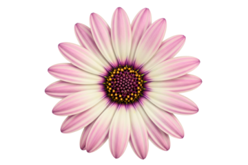 Pink and white daisy flower with purple center in full bloom isolated on a transparent background