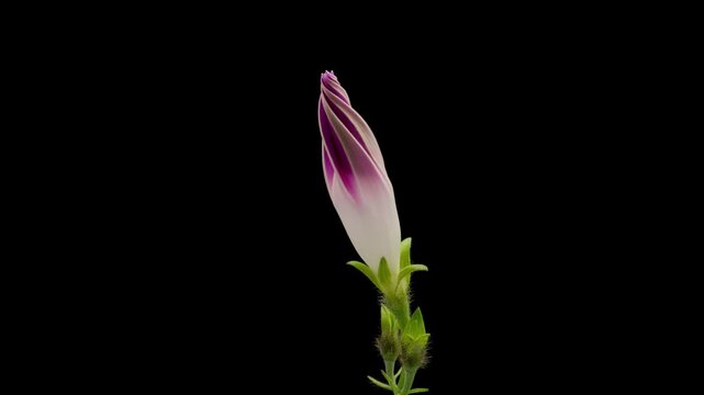 Time Lapse of flowering Morning glory on black background. Spring timelapse of Ipomoea tricolor