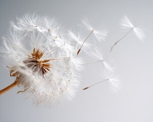 Dandelion Seeds Floating In Air