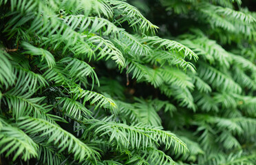 The branch of the Japanese Yew Cephalotaxus harringtonii close-up