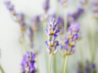 Lavande-bouquet-macro-04