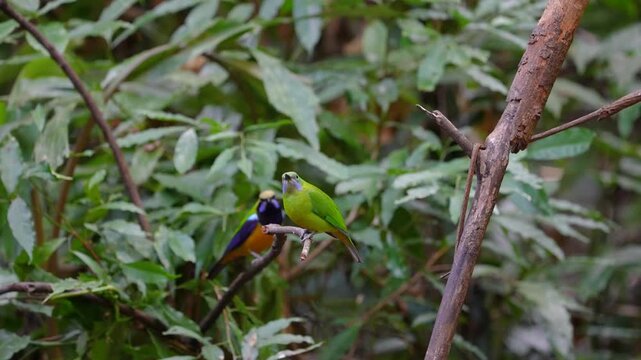 Blue-winged Leafbird ( Chloropsis cochinchinensis) male and female bird on a branch