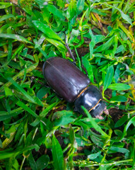 Fototapeta premium a large black beetle in green grass, a rhinoceros beetle or a stag beetle