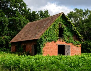 Fototapeta premium Old brick barn overgrown with ivy