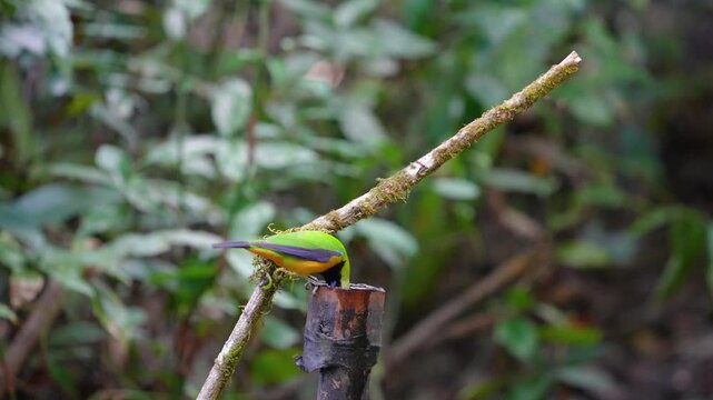 Blue-winged Leafbird ( Chloropsis cochinchinensis) male  bird on a branch