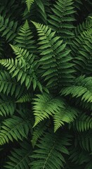 Lush green fern fronds create a dense, natural pattern, showcasing intricate details and textures perfect for botanical designs and nature-themed backgrounds.