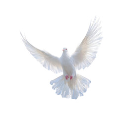 Obraz premium White dove in flight against black background (7)