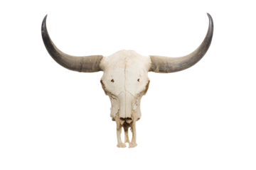 a bull skull with long horns on a white background