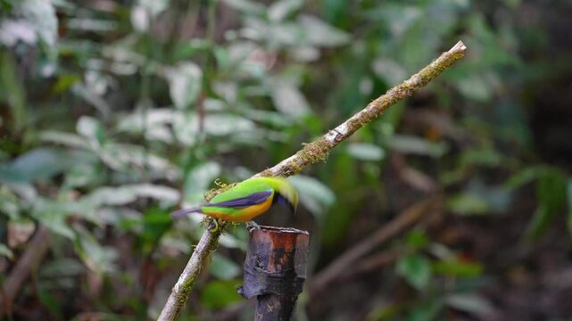 Blue-winged Leafbird ( Chloropsis cochinchinensis) male  bird on a branch