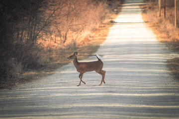 deer on the road