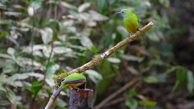 Blue-winged Leafbird ( Chloropsis cochinchinensis) male and female bird on a branch