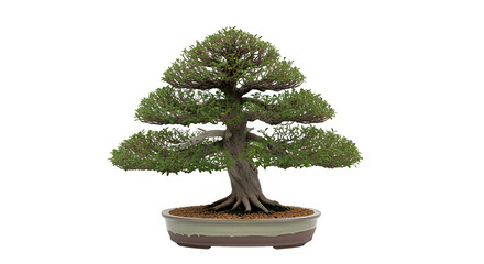 Bonsai tree with intricate branches in ceramic pot on white background  isolate