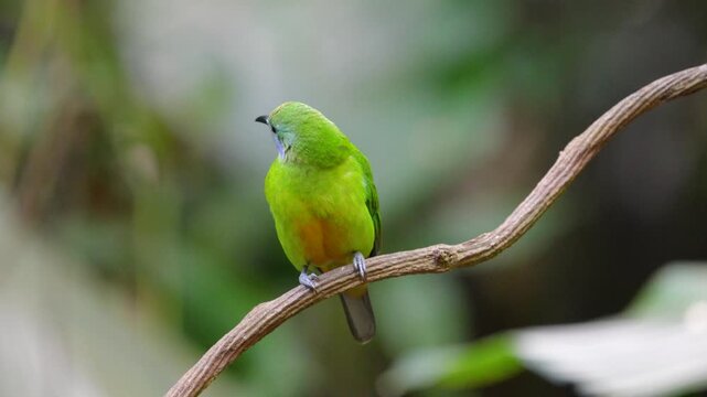 Blue-winged Leafbird ( Chloropsis cochinchinensis) female  bird on a branch