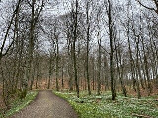 Fototapeta premium path in the forest with anemone flowers on the ground