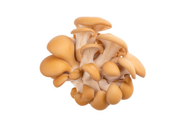 Fototapeta premium a cluster of mushrooms on a white background