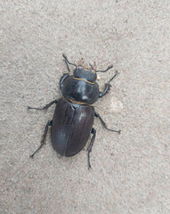 a large black beetle with a smooth shiny shell lying on the asphalt, a female stag beetle