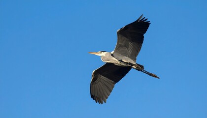 Grey heron in flight against a clear blue sky (3)