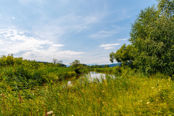 Peaceful summer river landscape with lush green reeds, trees and blue sky. Tranquil nature scene perfect for environmental, travel, or relaxation themes