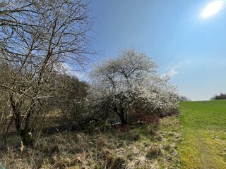 almond tree in bloom