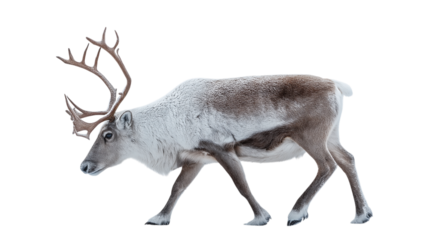 Reindeer with Large Antlers Walking on Transparent BG
