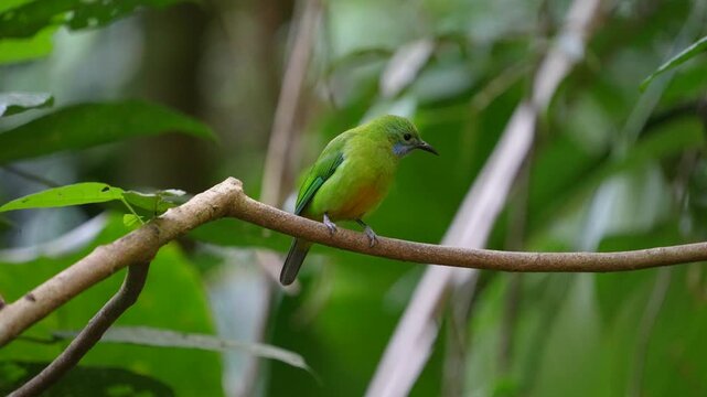 Blue-winged Leafbird ( Chloropsis cochinchinensis) female  bird on a branch