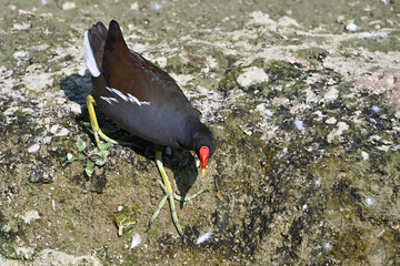 Moorhen in black plumage, red and yellow bill and yellow legs