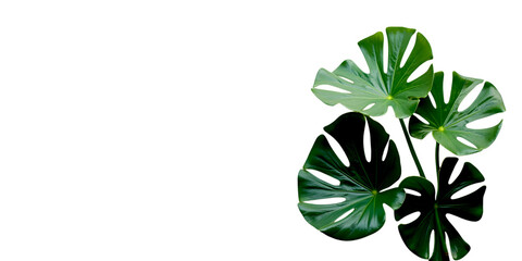 Beautiful variegated monstera deliciosa plant leaves isolated on transparent background