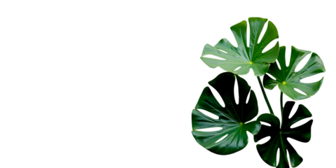 Beautiful variegated monstera deliciosa plant leaves isolated on transparent background