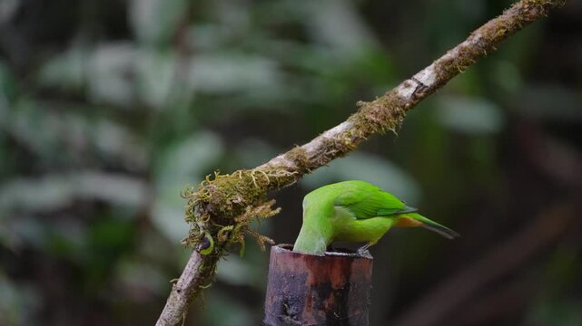 Blue-winged Leafbird ( Chloropsis cochinchinensis) female  bird on a branch