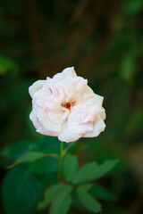 pink rose in garden