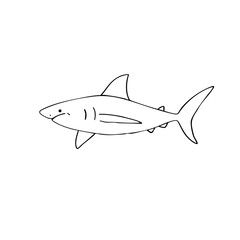 Fototapeta premium Simple line sketch of a great white shark 