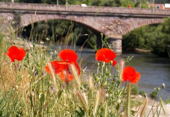 the old stone bridge and the red poppy flower