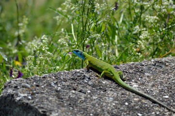 green lizard on a rock