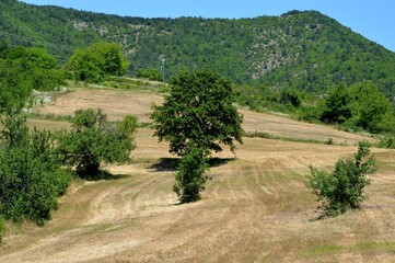 mowed meadow on the hill