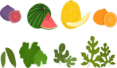 Vector fruits and leaves. Play for children. Melon, watermelon, fig and orange and different types of leaves. Vector illustration.